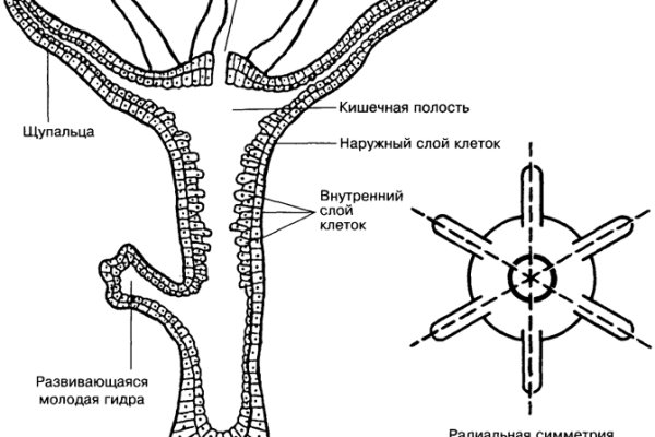 Кракен сайт что будет если зайти
