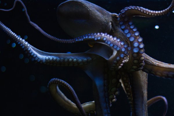 Kraken12 at сайт