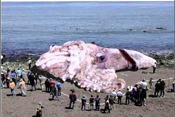 Kraken официальный сайт ссылка через tor