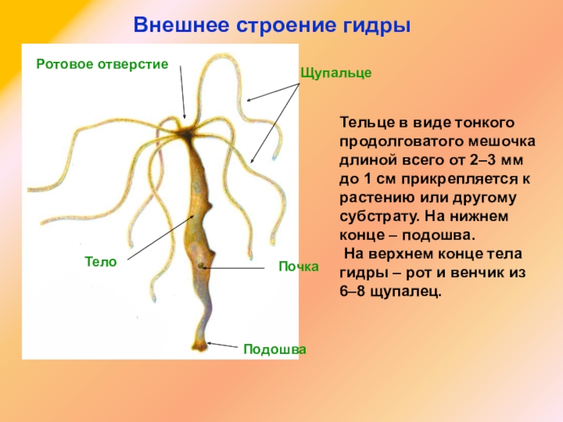 Кракен актуальная ссылка